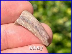 Theropod Dinosaur Claw Fossil 0.95 from Niger Dino Bones Kryptops Eocarcharia