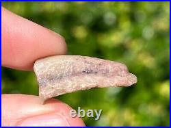 Theropod Dinosaur Claw Fossil 0.95 from Niger Dino Bones Kryptops Eocarcharia