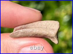 Theropod Dinosaur Claw Fossil 0.95 from Niger Dino Bones Kryptops Eocarcharia