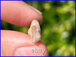 Theropod Dinosaur Claw Fossil 0.95 from Niger Dino Bones Kryptops Eocarcharia