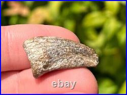 Theropod Dinosaur Claw Fossil from Niger Dino Bones Eocarcharia Kryptops