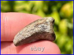 Theropod Dinosaur Claw Fossil from Niger Dino Bones Eocarcharia Kryptops