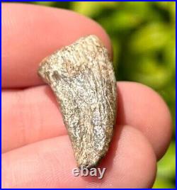 Theropod Dinosaur Claw Fossil from Niger Dino Bones Eocarcharia Kryptops