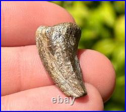 Theropod Dinosaur Claw Fossil from Niger Dino Bones Eocarcharia Kryptops