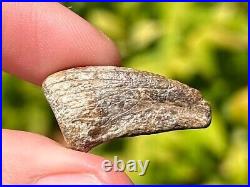 Theropod Dinosaur Claw Fossil from Niger Dino Bones Eocarcharia Kryptops