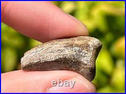 Theropod Dinosaur Claw Fossil from Niger Dino Bones Eocarcharia Kryptops