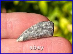 Theropod Dinosaur Claw Fossil from Niger Dino Bones Kryptops Eocarcharia