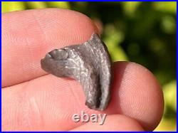 Theropod Dinosaur Claw Fossil from Niger Dino Bones Kryptops Eocarcharia