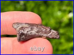 Theropod Dinosaur Claw Fossil from Niger Dino Bones Kryptops Eocarcharia