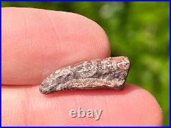 Theropod Dinosaur Claw Fossil from Niger Dino Bones Kryptops Eocarcharia