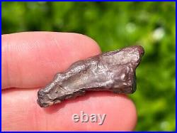 Theropod Dinosaur Claw Fossil from Niger Dino Bones Kryptops Eocarcharia