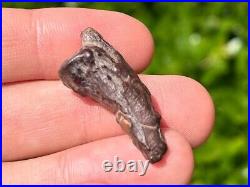 Theropod Dinosaur Claw Fossil from Niger Dino Bones Kryptops Eocarcharia