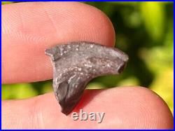 Theropod Dinosaur Claw Fossil from Niger Dino Bones Kryptops Eocarcharia