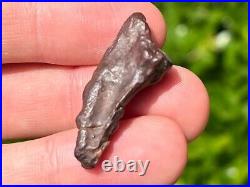 Theropod Dinosaur Claw Fossil from Niger Dino Bones Kryptops Eocarcharia