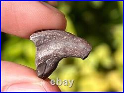 Theropod Dinosaur Claw Fossil from Niger Dino Bones Kryptops Eocarcharia