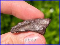 Theropod Dinosaur Claw Fossil from Niger Dino Bones Kryptops Eocarcharia