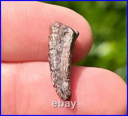 Theropod Dinosaur Claw Fossil from Niger Dino Bones Kryptops Eocarcharia