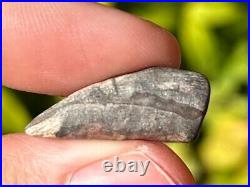 Theropod Dinosaur Claw Fossil from Niger Dino Bones Kryptops Eocarcharia