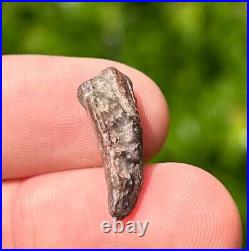 Theropod Dinosaur Claw Fossil from Niger Dino Bones Kryptops Eocarcharia