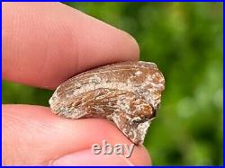 Theropod Dinosaur Claw Fossil from Niger Rare Dino Bones Kryptops Eocarcharia