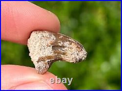 Theropod Dinosaur Claw Fossil from Niger Rare Dino Bones Kryptops Eocarcharia