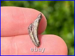 Theropod Dinosaur Claw Fossil from Niger Rare Dino Bones Kryptops Eocarcharia