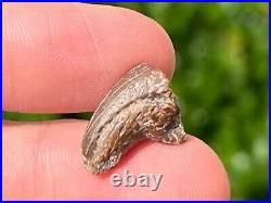 Theropod Dinosaur Claw Fossil from Niger Rare Dino Bones Kryptops Eocarcharia