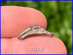 Theropod Dinosaur Claw Fossil from Niger Rare Dino Bones Kryptops Eocarcharia