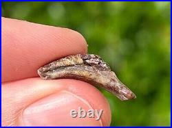 Theropod Dinosaur Claw Fossil from Niger Rare Dino Bones Kryptops Eocarcharia