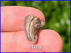 Theropod Dinosaur Claw Fossil from Niger Rare Dino Bones Kryptops Eocarcharia