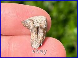 Theropod Dinosaur Claw Fossil from Niger Rare Dino Bones Kryptops Eocarcharia