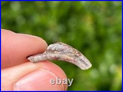 Theropod Dinosaur Claw Fossil from Niger Rare Dino Bones Kryptops Eocarcharia