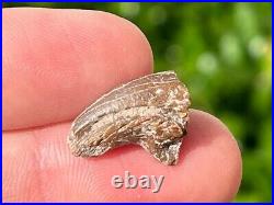 Theropod Dinosaur Claw Fossil from Niger Rare Dino Bones Kryptops Eocarcharia