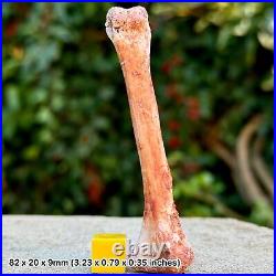 Theropod Dinosaur Leg Bone Fossil Cretaceous Era, Morocco Genuine Specimen