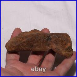 Theropod Metacarpal Hand Bone DINOSAUR FOSSIL Hell Creek Formation Cretaceous