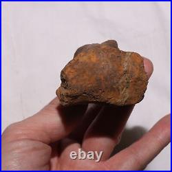 Theropod Metacarpal Hand Bone DINOSAUR FOSSIL Hell Creek Formation Cretaceous