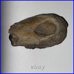 Theropod Toe Bone