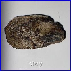 Theropod Toe Bone