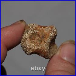 Thescelosaurus Toe Bone Dinosaur Fossil Hell Creek Formation Cretaceous NICE