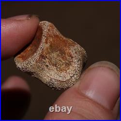 Thescelosaurus Toe Bone Dinosaur Fossil Hell Creek Formation Cretaceous NICE