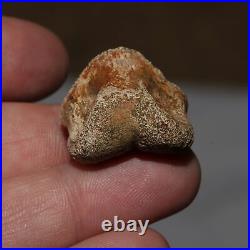 Thescelosaurus Toe Bone Dinosaur Fossil Hell Creek Formation Cretaceous NICE