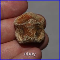 Thescelosaurus Toe Bone Dinosaur Fossil Hell Creek Formation Cretaceous NICE