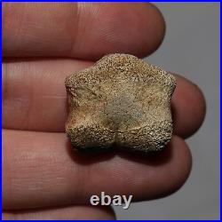 Thescelosaurus Toe Bone Dinosaur Fossil Hell Creek Formation Cretaceous NICE