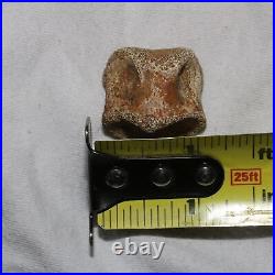 Thescelosaurus Toe Bone Dinosaur Fossil Hell Creek Formation Cretaceous NICE