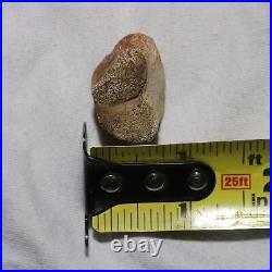 Thescelosaurus Toe Bone Dinosaur Fossil Hell Creek Formation Cretaceous NICE