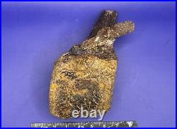 Thescelosaurus Vertebrae Genuine Dinosaur Bone Fossil (Incomplete Neural Arch)