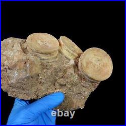 Top Associated 3 Otodus obliquus Shark Vertebrae Bone Paleocene in matrix