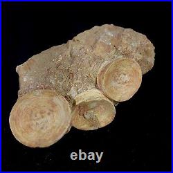 Top Associated 3 Otodus obliquus Shark Vertebrae Bone Paleocene in matrix