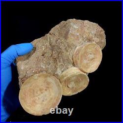 Top Associated 3 Otodus obliquus Shark Vertebrae Bone Paleocene in matrix