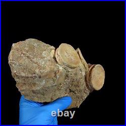 Top Associated 3 Otodus obliquus Shark Vertebrae Bone Paleocene in matrix